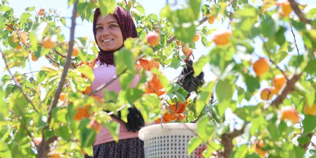 30 dönümden 20 ton rekolte bekleniyor! Bahçede kilosu 60-80 TL 2